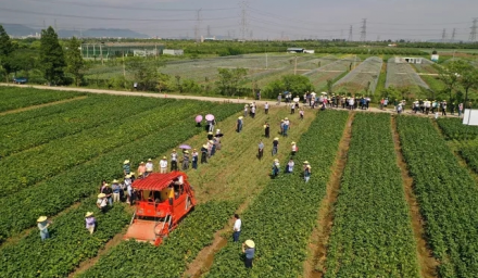 种业振兴在行动：科技赋能助力‘浙鲜9号’实现亩产突破一千公斤