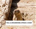 Are Groundhogs Aggressive Towards Cats?