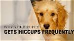 Puppy Hiccups: Understanding, Causes, and Remedies