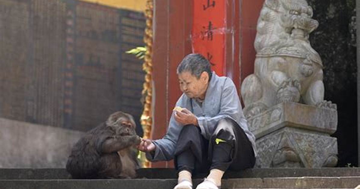 The Impactful Life of Xing Xing Monkey Grandma: a Tribute to Her Legacy