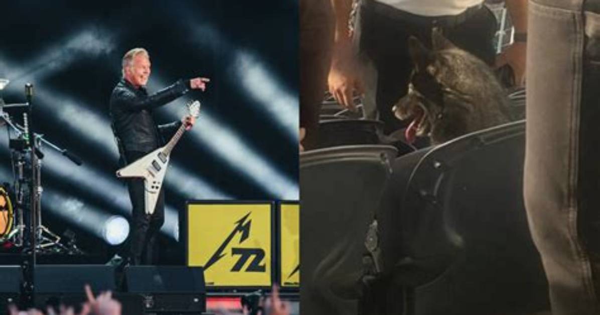 The Unique Journey of Metallica Dog: a Tale of Loyalty and Rock 'N' Roll