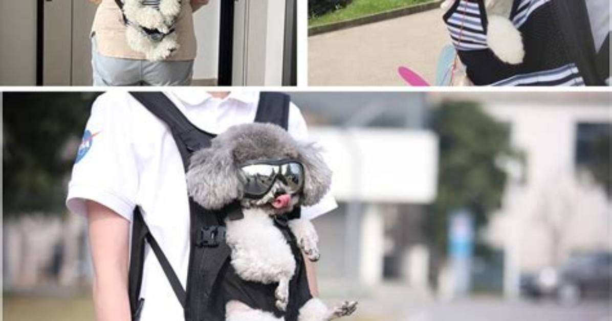 Ultimate Guide to Dog Carrier Backpacks: Comfort and Convenience for You and Your Pet