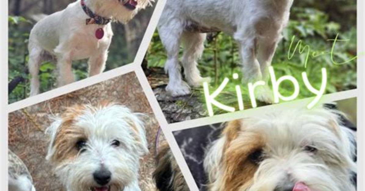 What Happened in the Ims Kirby Dog Incident: a Comprehensive Analysis